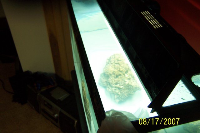 SW aquarium 007.JPG