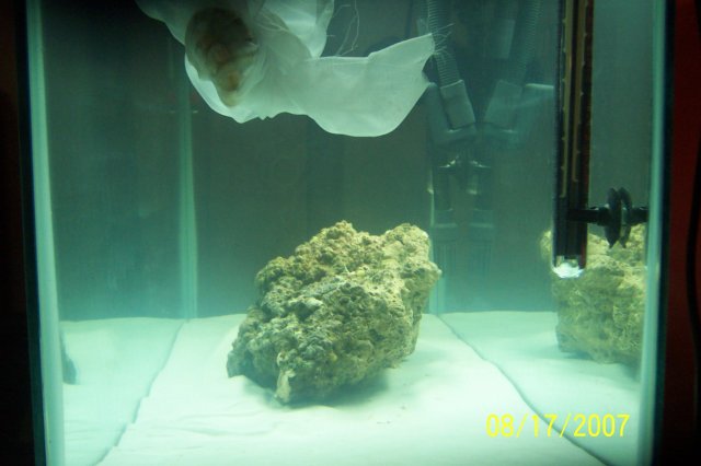 SW aquarium 008.JPG