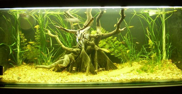 Full_lights.JPG Full_lights.JPG