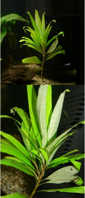 hygrophila corymbosa.jpg