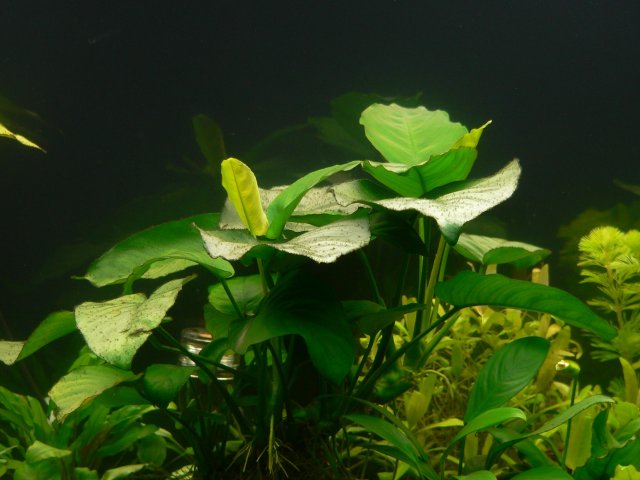 Anubias barteri .b xxl.jpg