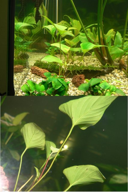 Anubias gracilis.jpg