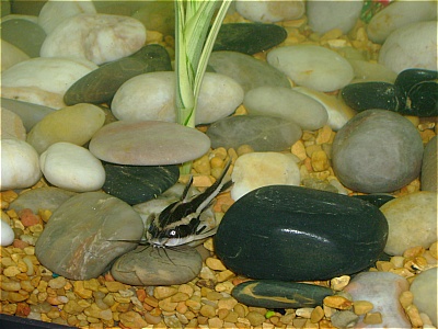 fish00355gal.jpg