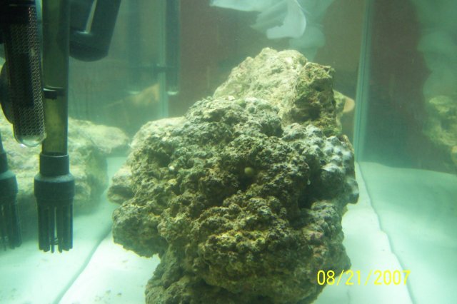 Tonga 017.JPG