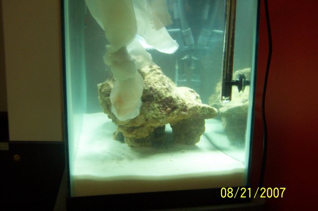 Tonga 018.JPG