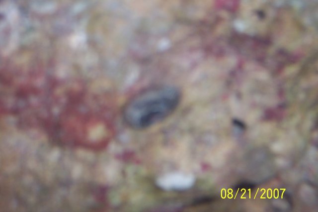 tonga 029.JPG
