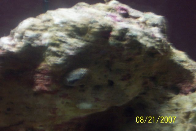 tonga 030.JPG