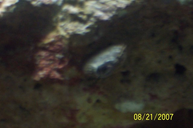 tonga 031.JPG