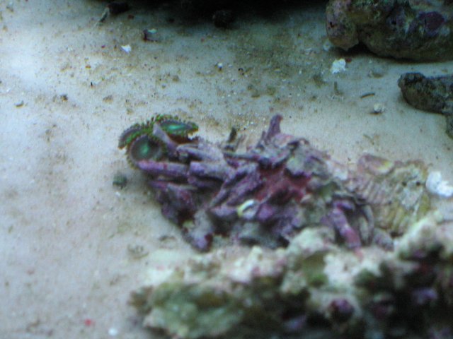 IMG_1178.JPG