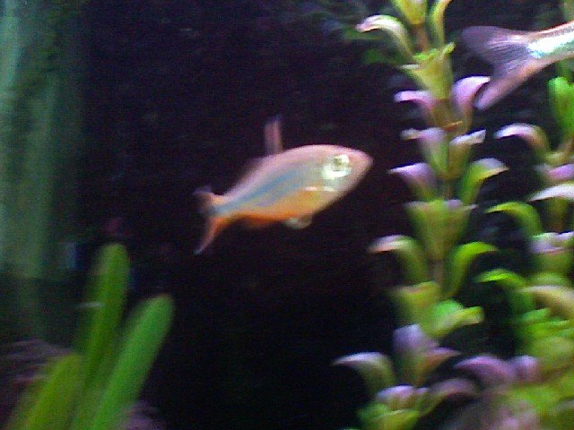 fish.jpg
