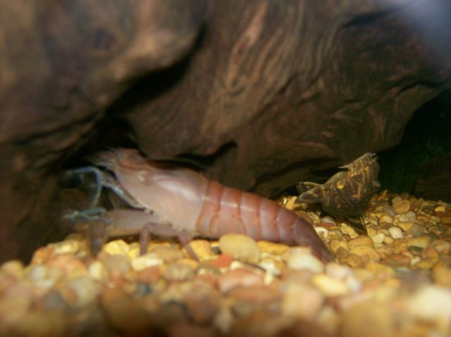 vp shrimp (malted) & clown pleco.jpg