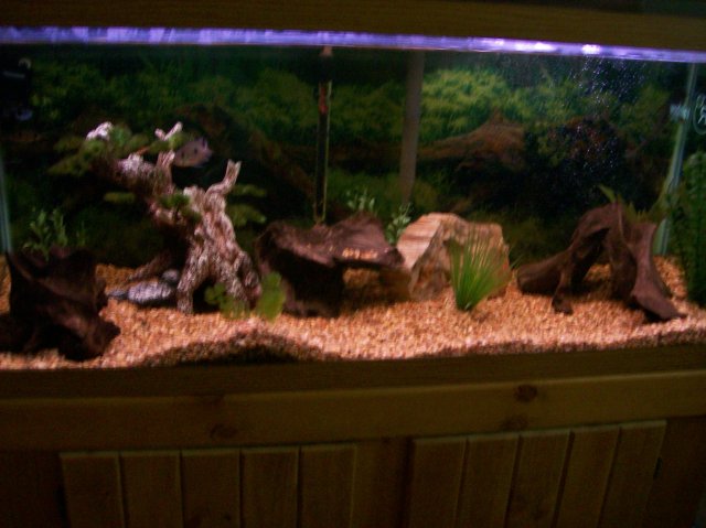 75gal before.jpg