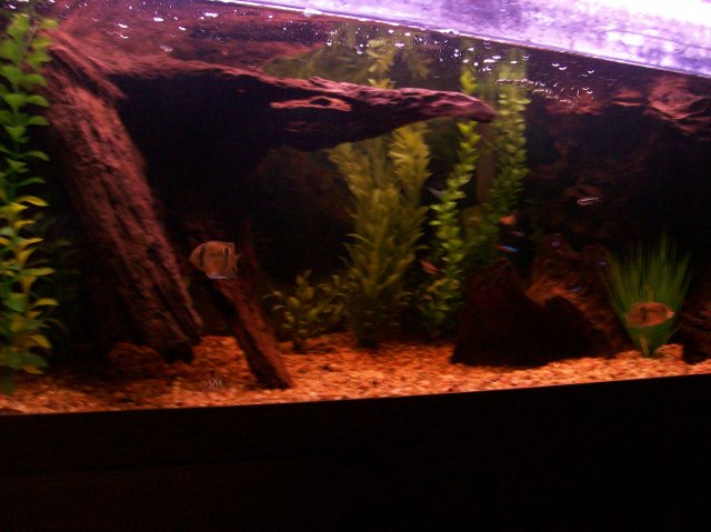 75gal after...jpg