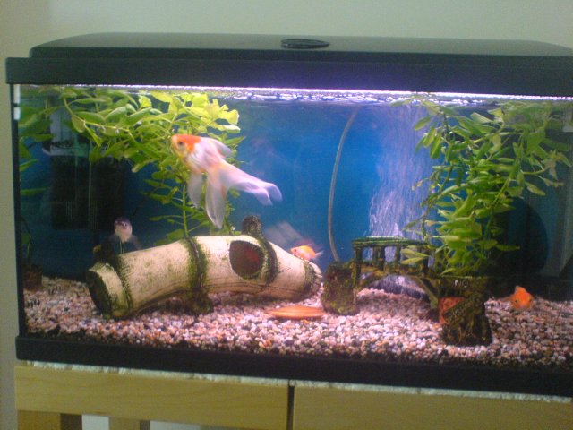 Fish Tank.JPG