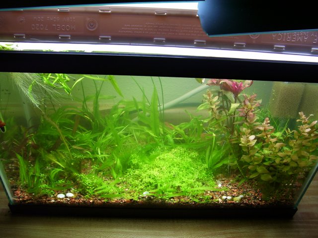 100_0795.JPG