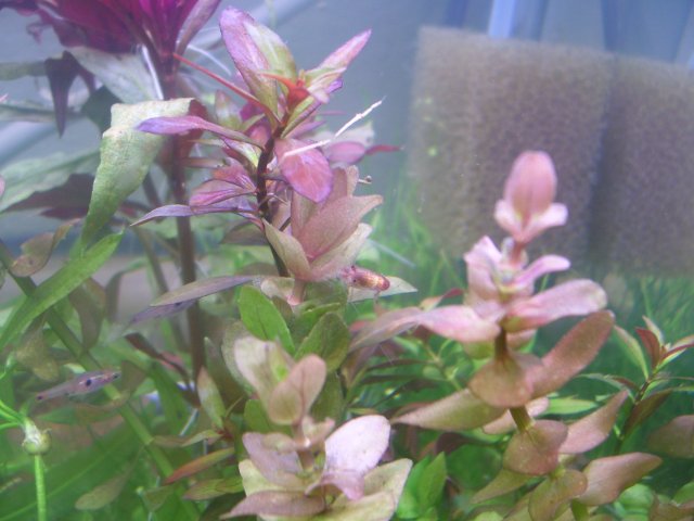100_0798.JPG