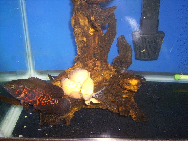 Picture 029.jpg