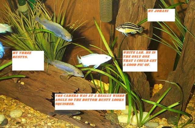 Alex fish tank2 006.jpg