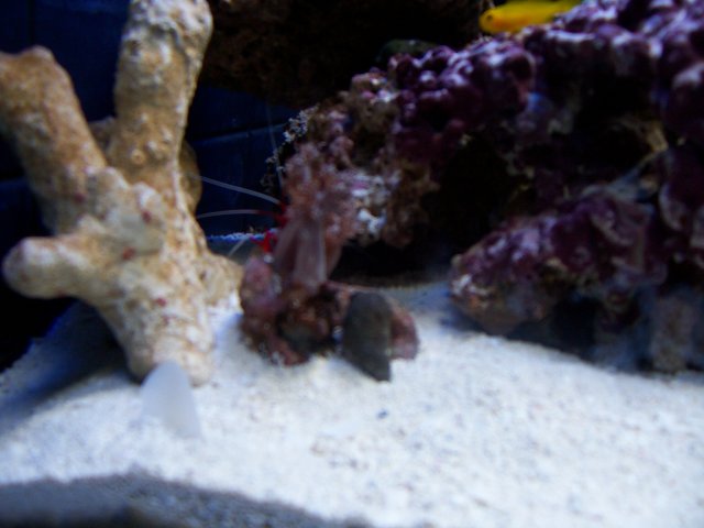 nona fish 022.jpg