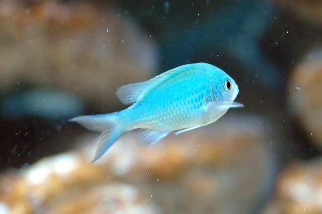 first-fish2.jpg