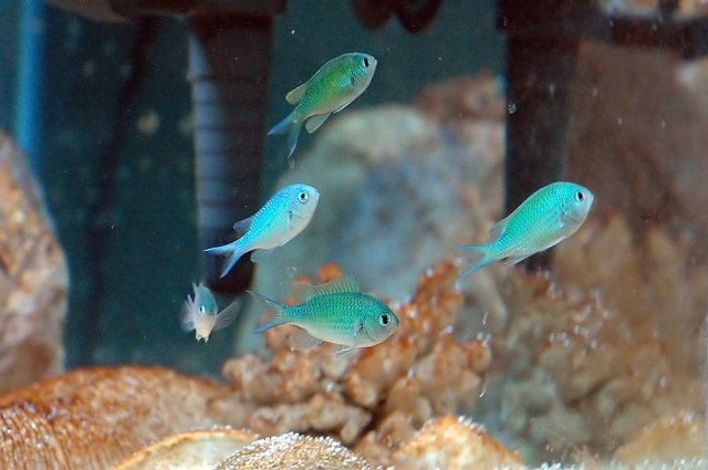 fist-fish3.jpg