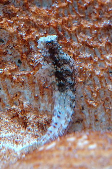 blenny1.jpg