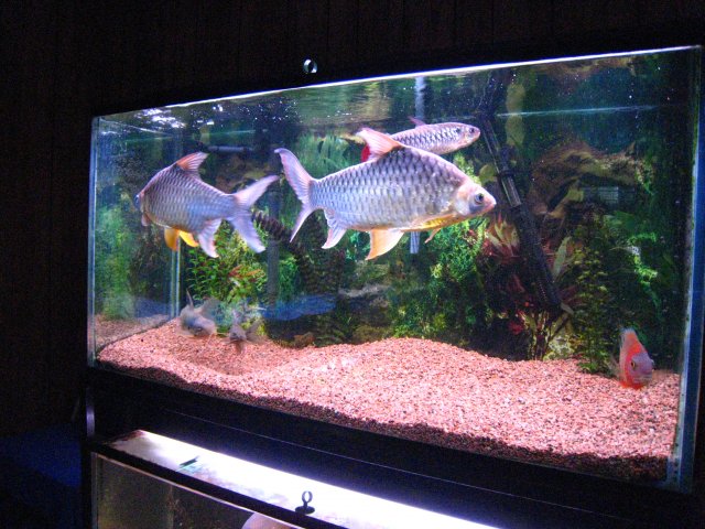 IMG_2008.JPG