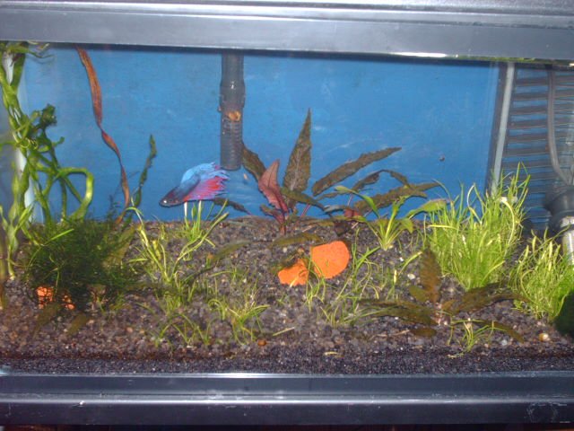 PICT0230.JPG
