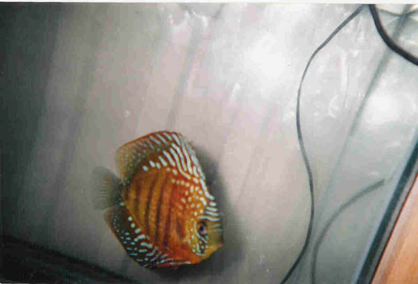 fwdiscus1177961509.jpg