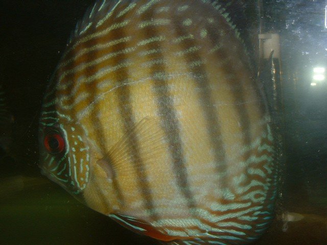 fwdiscus1189264783.jpg