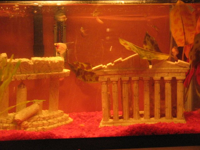 fish 014.jpg