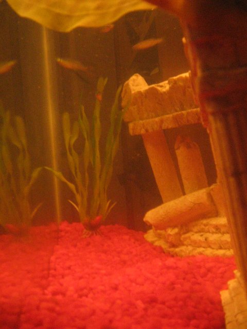 fish 001.jpg