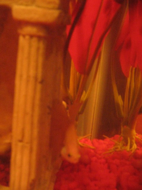 fish 008.jpg
