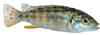 90409-Exasperatus.jpg 90409-Exasperatus.jpg