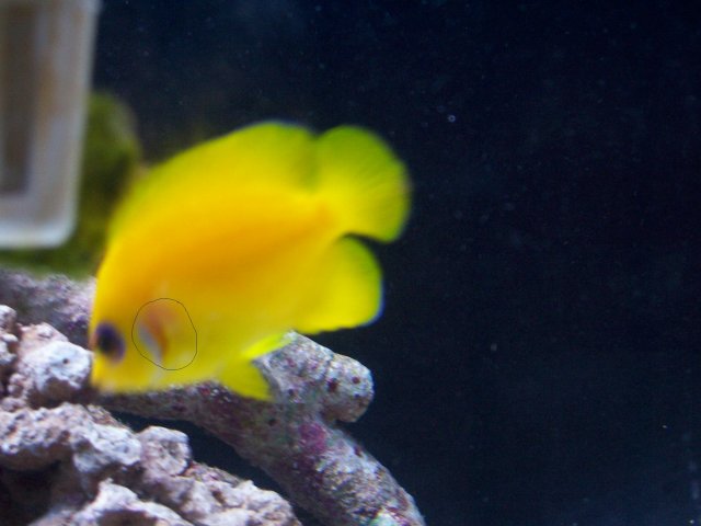 nano fish.jpg nano fish.jpg