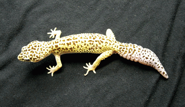 Female-Leopard-Gecko-3.gif