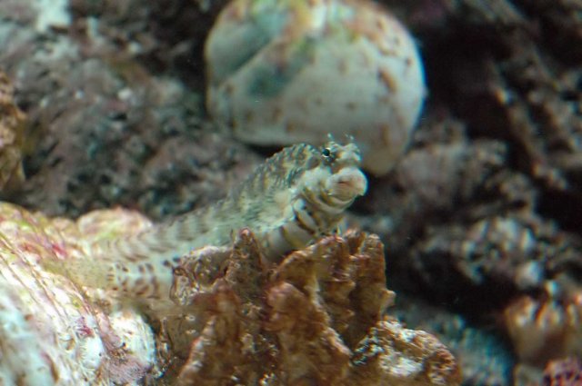 blenny.jpg