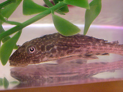 bottom feeder.jpg