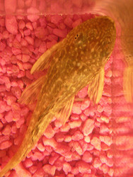 fish3.jpg