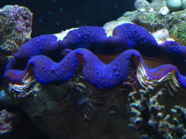 IMG_1228.JPG