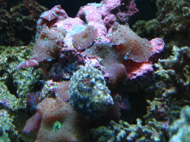 IMG_1245.JPG