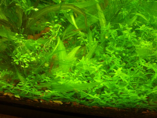 100_0815.JPG