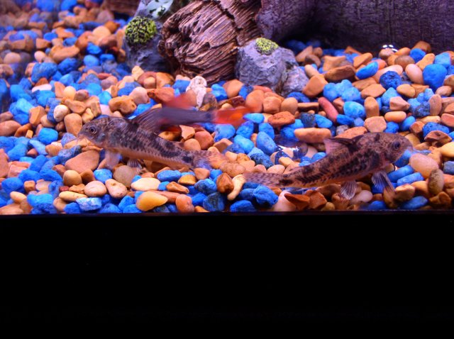 P1010071.JPG P1010071.JPG