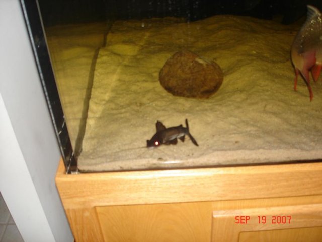 cat2.JPG