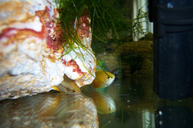 newgourami1.jpg newgourami1.jpg