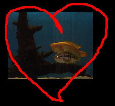 love.jpg