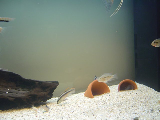 DSC01287.JPG