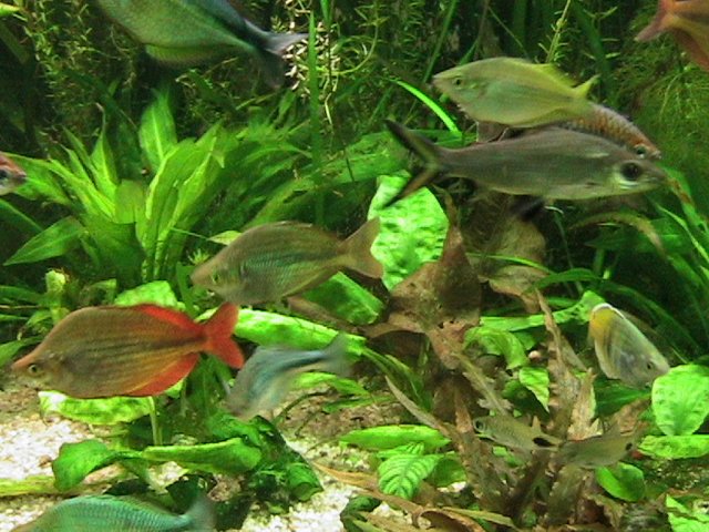 IMG_1036.JPG