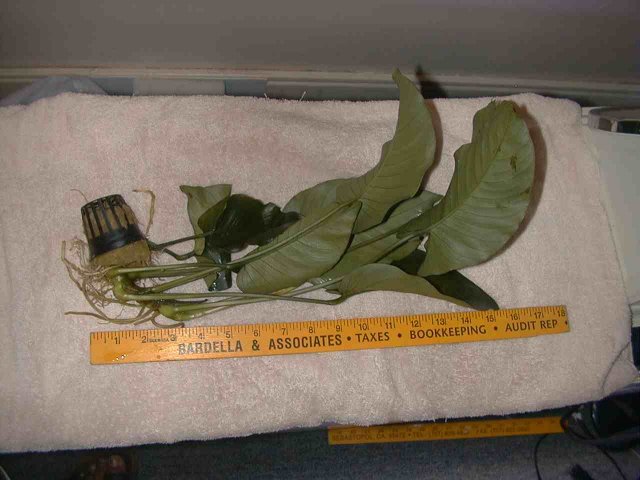 Large bateri.jpg