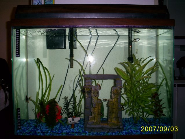 fishies--9-3-2007 001.jpg